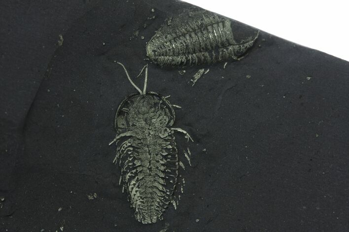 Pyritized Triarthrus Trilobite With Appendages - New York #14477